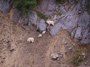 Kenai Fjords National Park