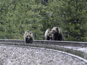 Three Grizzly Bears