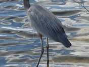 Everglades Florida
