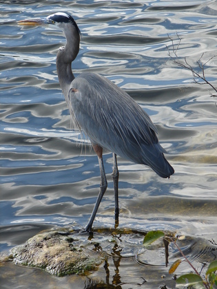 Everglades Florida