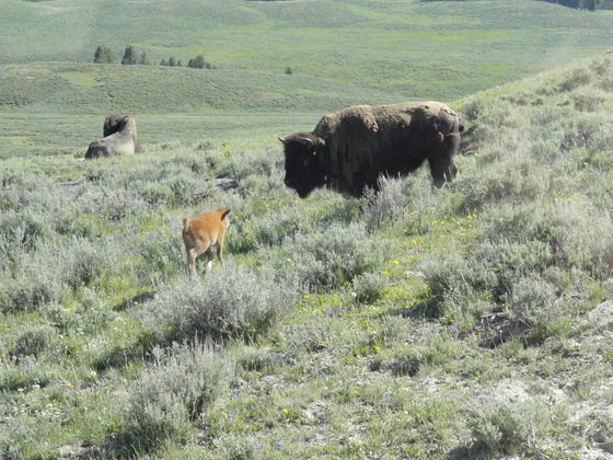 Yellowstone National Park