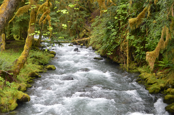 Olympic National Park