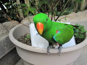 Parrot in a butterfly garden