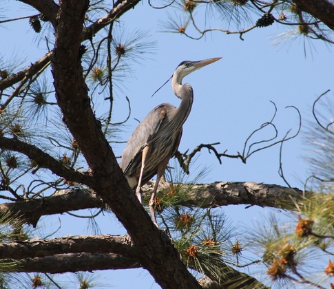 Santee National Wildlife Refuge
