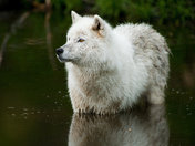 White Wolf