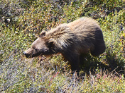 Denali National Park