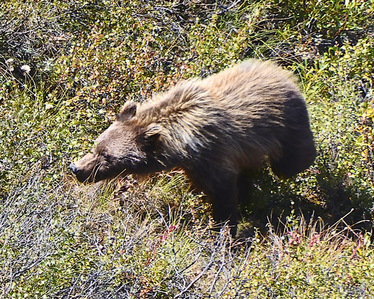 Denali National Park