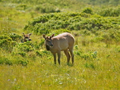 Point Reyes National Seashore