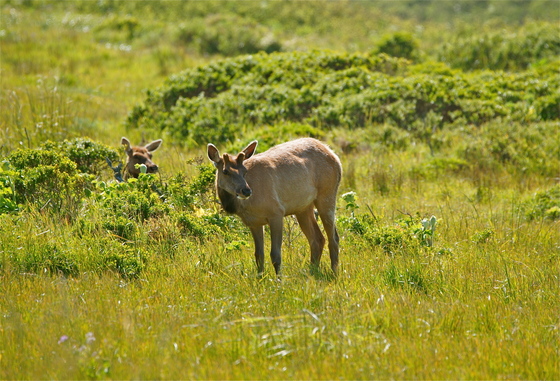 Point Reyes National Seashore