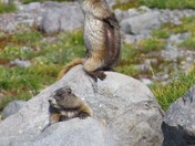 Mount Rainier National Park