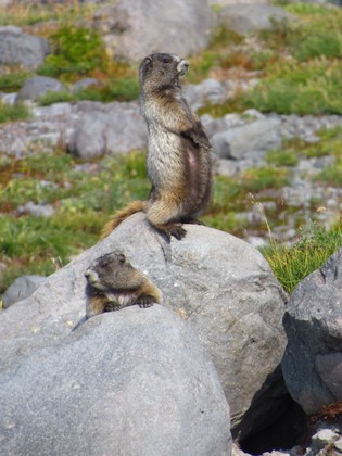Mount Rainier National Park