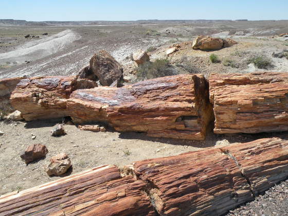 Petrified National Forest