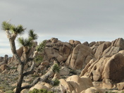Joshua Tree National Park