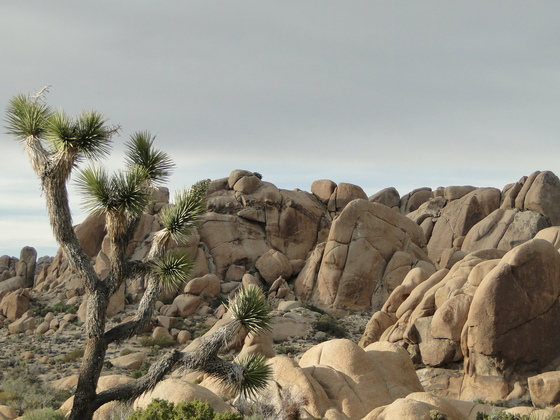 Joshua Tree National Park