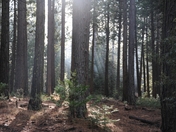Yosemite