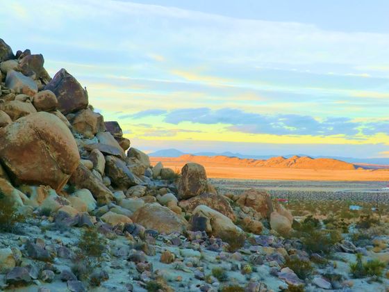 Joshua Tree