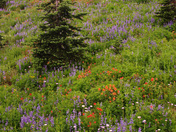 Mt. Rainier National Park