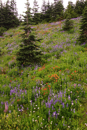 Mt. Rainier National Park