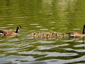 Gosling Daycare Service 