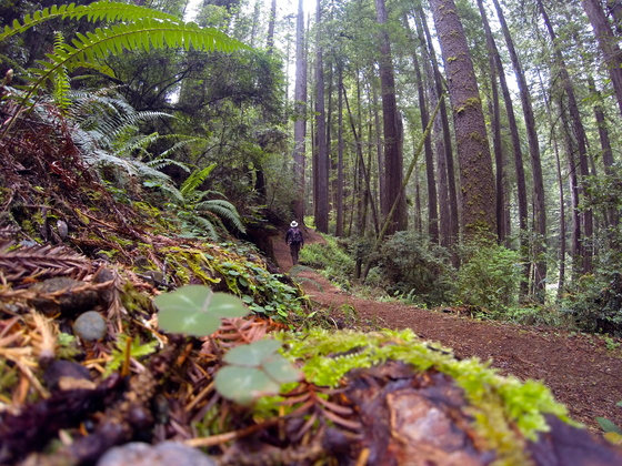 Redwoods National Park