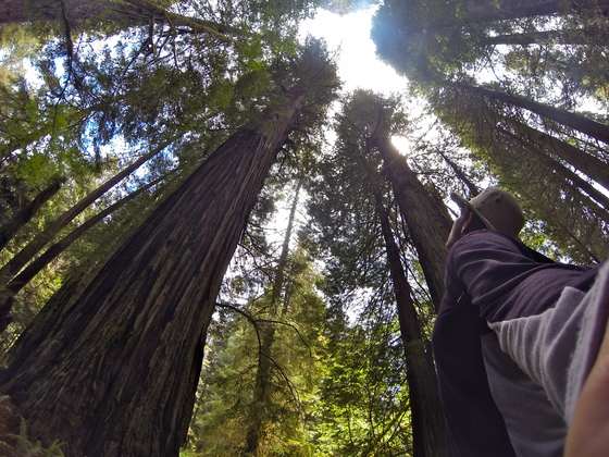 Redwoods National park