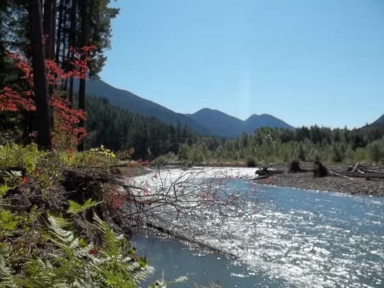 gifford pinchot national forrest
