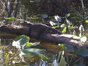Big Cypress Preserve