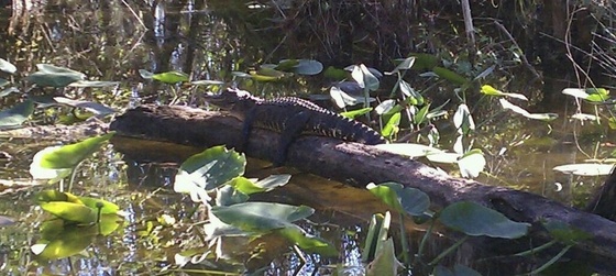 Big Cypress Preserve