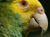 Yellow headed amazon