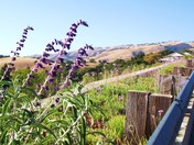 California