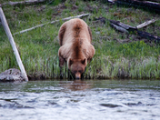 Yellowstone National Park