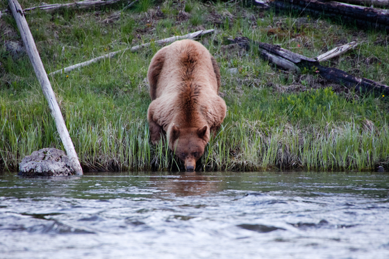 Yellowstone National Park