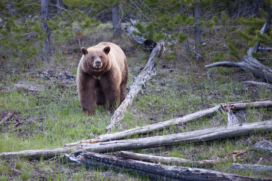 Yellowstone National Park