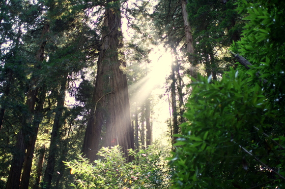Muir Woods National Monument