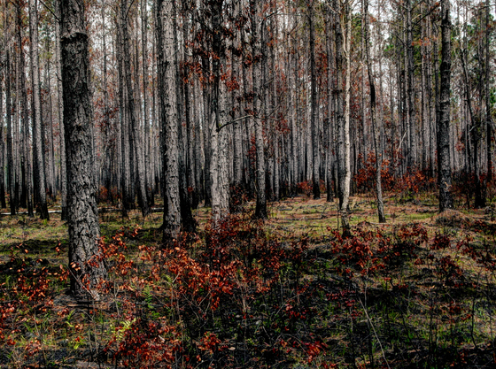Ocala National Forest