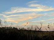 Ocala National Forest