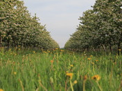 Apple Orchard