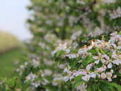 Apple Blossoms