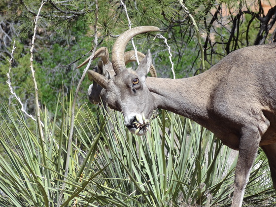 Zion National Park