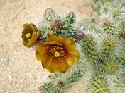 Joshua Tree National Park