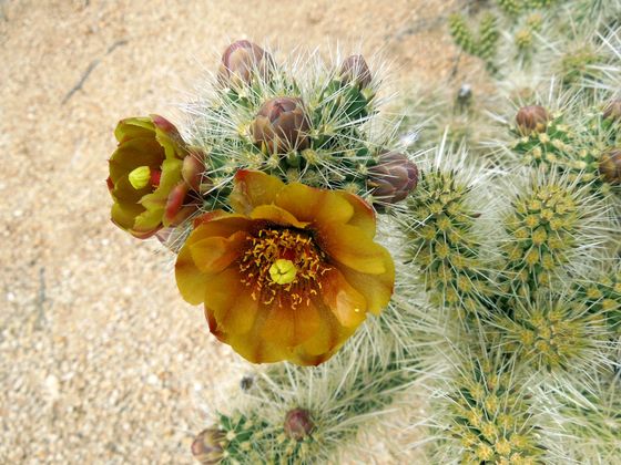 Joshua Tree National Park