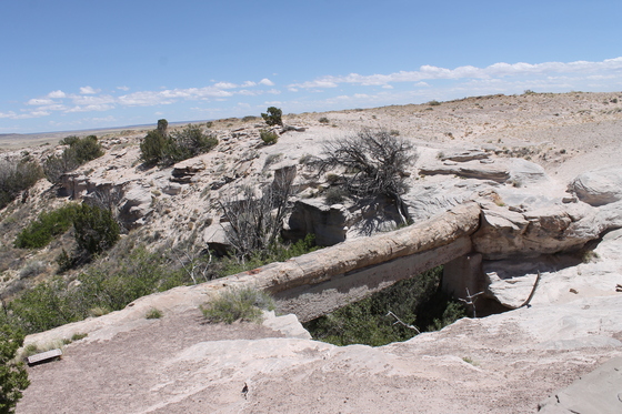 Petrified Forest National Park