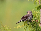 Female Redwing Blackbird