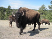 Black Hills National Forest