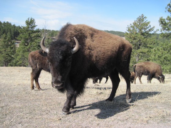 Black Hills National Forest
