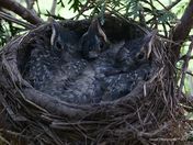 Three in a nest