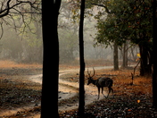 Pench National Tiger reserv