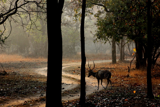 Pench National Tiger reserv
