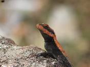 Pench National Tiger reserv