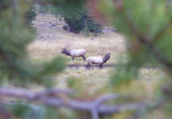 Yellowstone National Park